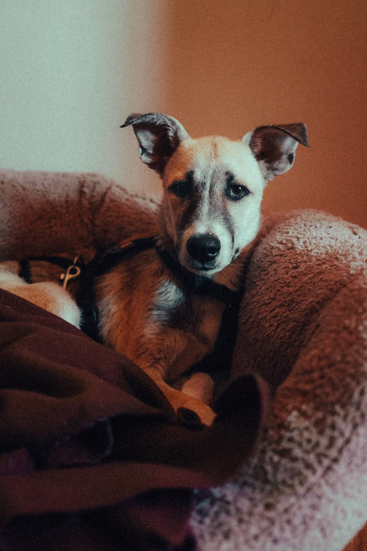 Mogli