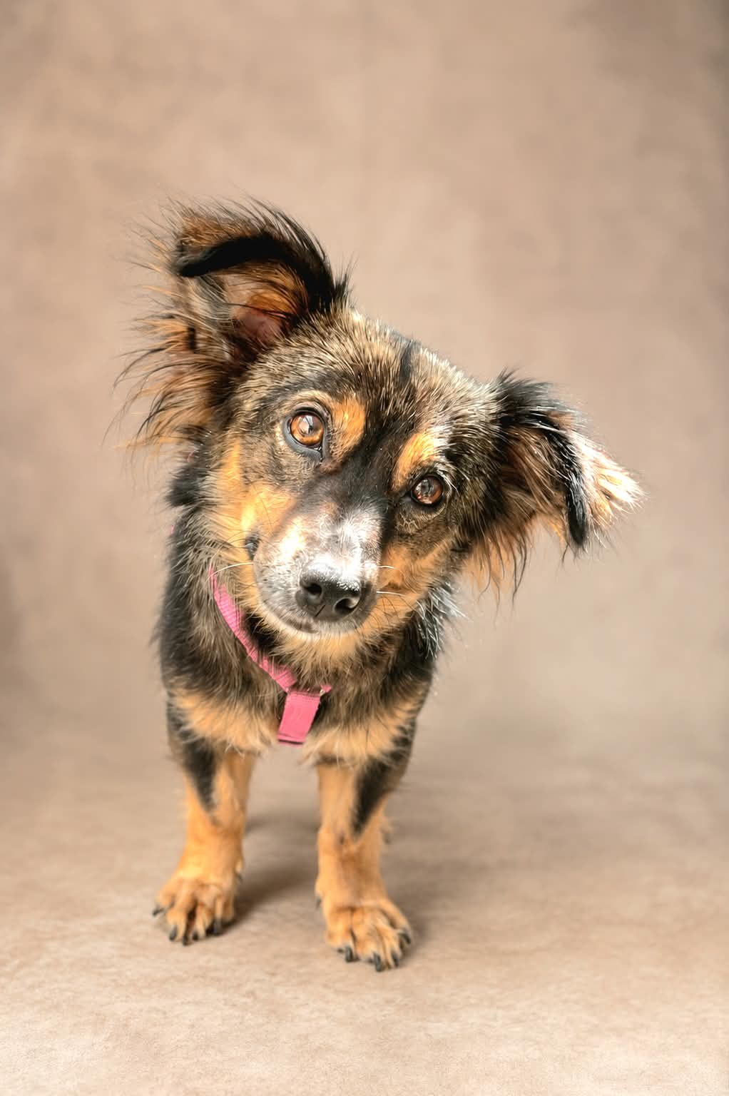 Lulu