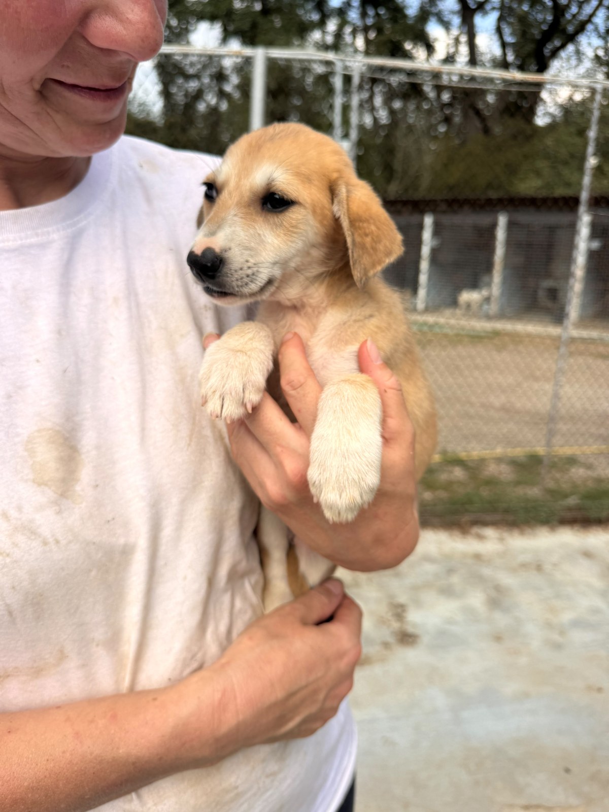 Hündin 1267