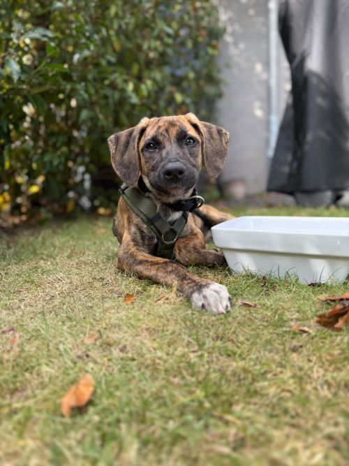Lani