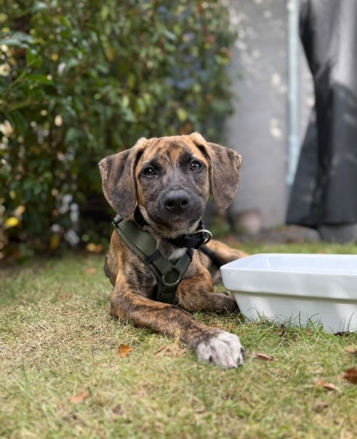 Lani