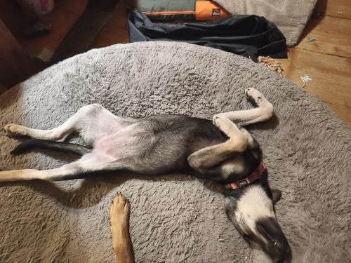 Mia