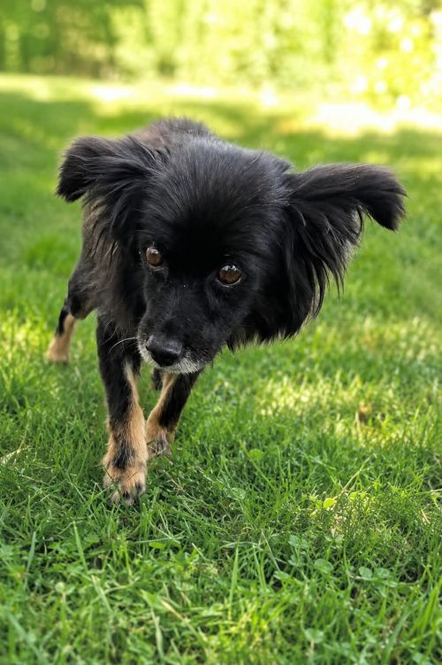 Heidi