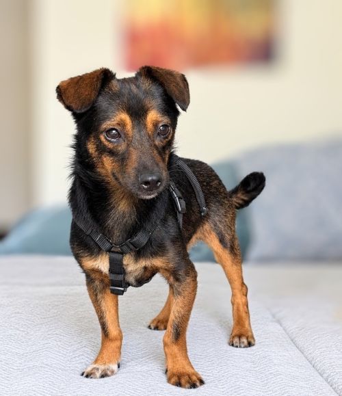 Milo