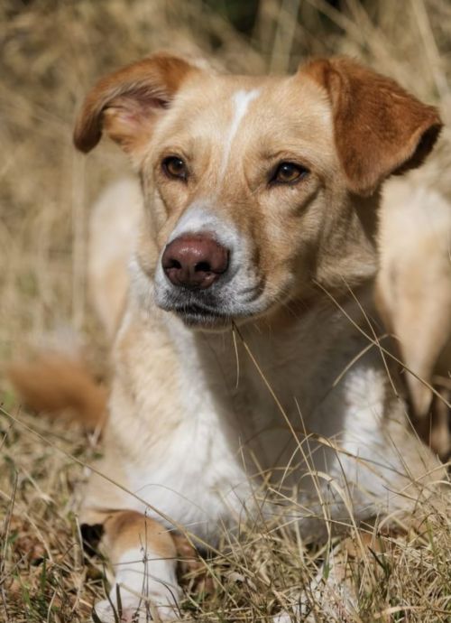 Benni
