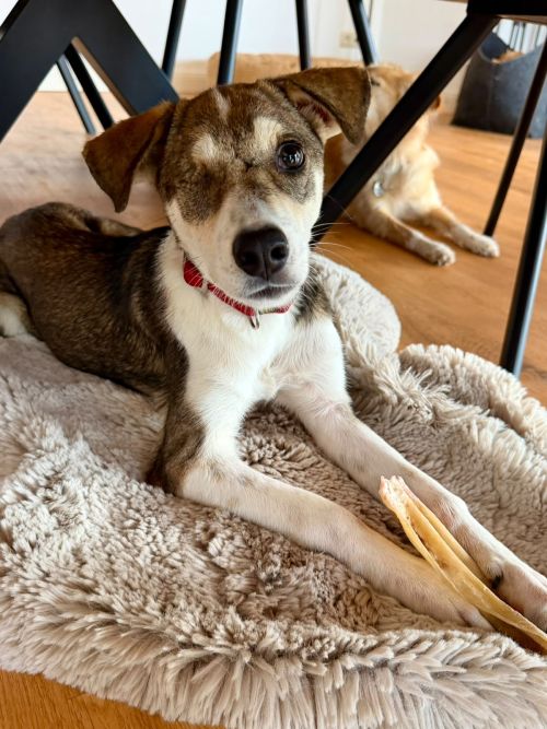 Pippa